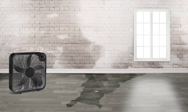 Best Water damage contractors near me  in Boulder Creek, CA